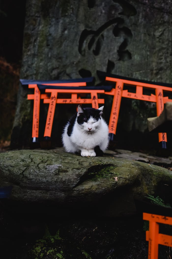 Home A cute black and white cat sits in front of torii gates at Fushimi Inari Shrine in Kyoto, Japan.